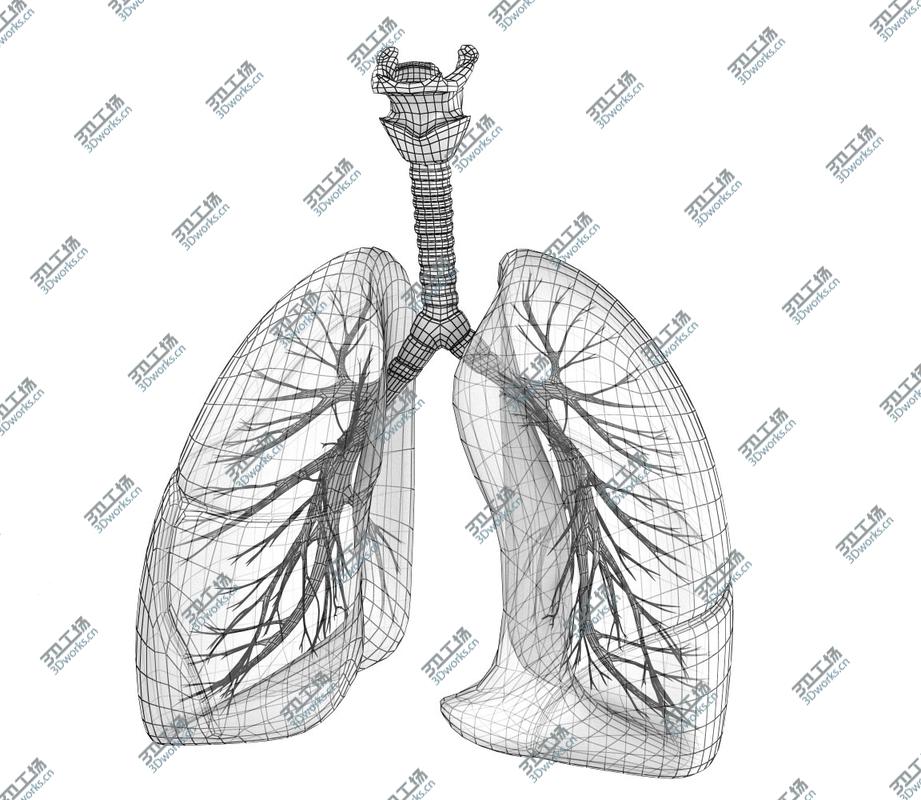 images/goods_img/2021040161/Human Lungs - pulmonary system 3D model/2.jpg